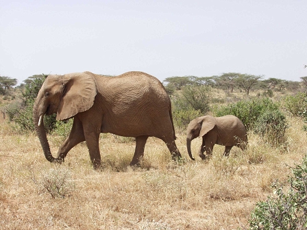 elephants in the savannah