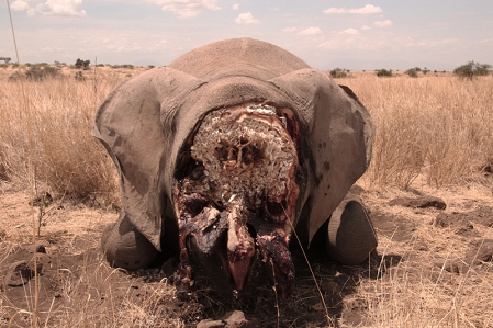 A poached elephant