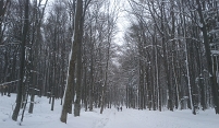 Weg durch verschneiten Wald