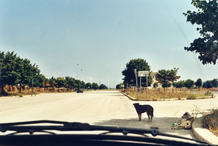 Filmstill aus dem Trailer der Diagonale 2013: Blick aus einem Auto auf eine Straße, am Rand steht ein Hund und ein anderer Hund liegt im Schatten