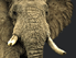 Elefant