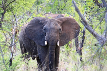 An elephants in the forest