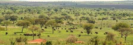 Elephants on the Savannah