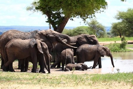 Elephants bathing