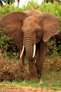 a beautiful elephant!!