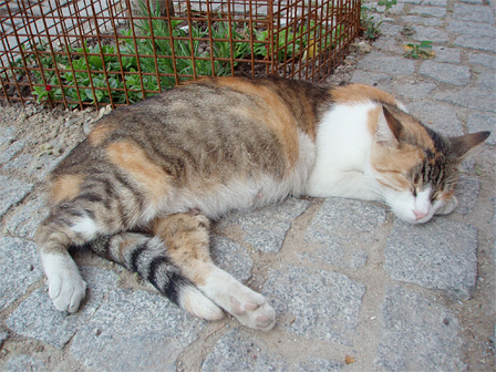 Katze auf Pflastersteinen