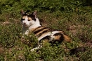© tumblr katze in wiese