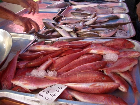 fish in malta