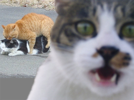 Katzen