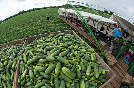 Romanian and Polish seasonal workers harvest cucumbers of Spreewald farm Riecken near Vetschau, Germany, 21 June 2013