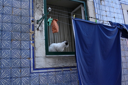 Katze schaut aus dem Fenster in Lissabon