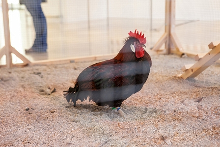 Ein Huhn. Teil des Projektes "Cosmopolitan Chicken Project" von Koen Vanmechelen.