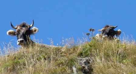 Cows in the Ötztal