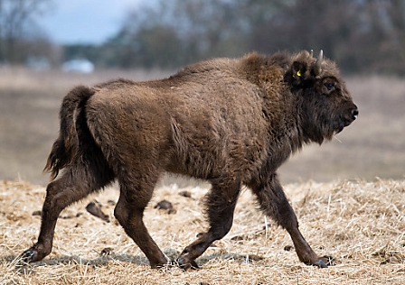 Ein Wisent läuft über eine Weide am 08.04.2013 im Nationalpark Unteres Odertal in Criewen (Brandenburg)