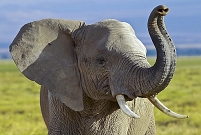 African elephant