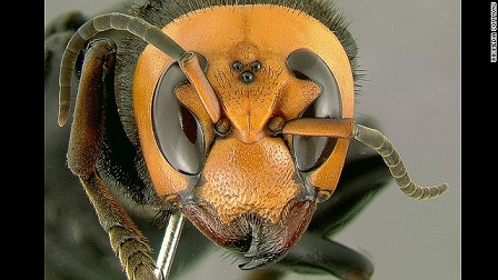 hornet