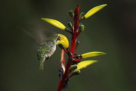 A hummingbird (Amazilia viridicauda), in the Vilcanota river valley near the archaeological complex of Machu Picchu, Peru