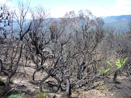 burned vegetation in Australia