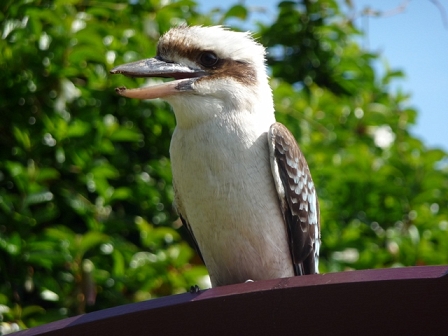 kookaburra