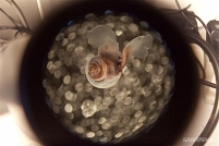 The pteropod, or "sea butterfly", is a small marine animal threatened by ocean acidification. Pteropods are a fundamental part of the food web