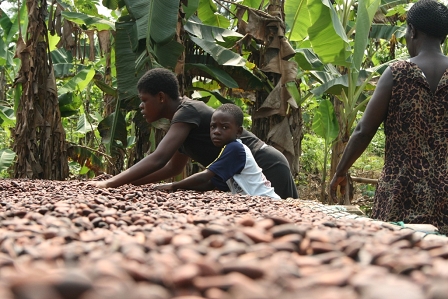 Cocoa farmers