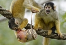 Squirrel monkeys