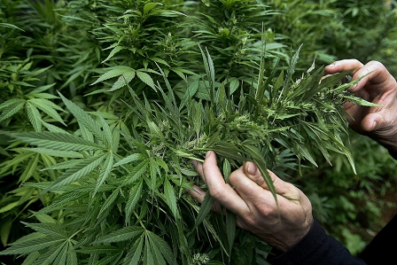 © APA/EPA/EFE/Luis Eduardo Noriega Cannabis-Pflanzen