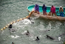 Dolphin cull