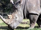 White rhino