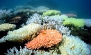 Great Barrier Reef