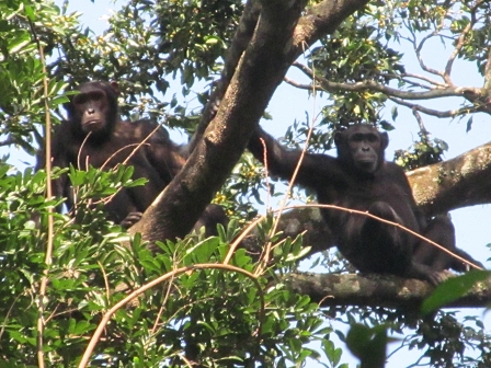 gangu chimps