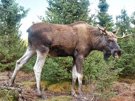 Moose Gustav in "Grönåsens Älgpark" Kosta, Sweden CC BY 2.5/ C.Schultz