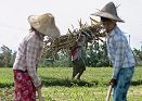 Sugar workers