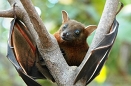 Fruit bat