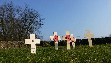 Poppies in Belgium