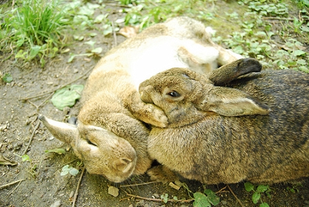 Ein Hase schnuppert an einem anderen, auf dem Boden liegenden