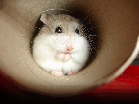 Hamster