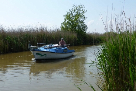 Reeds in Burgenland