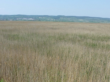 The reeds of Burgenland