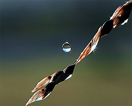 Wassertropfen