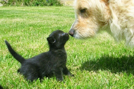 Katze und Hund. Nase an Nase