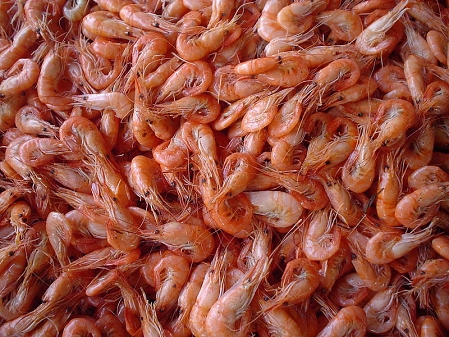 Shrimps