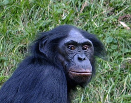 Bonobo