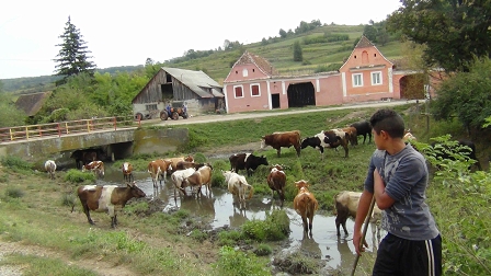 A boy herds cows in the Romanian countryside