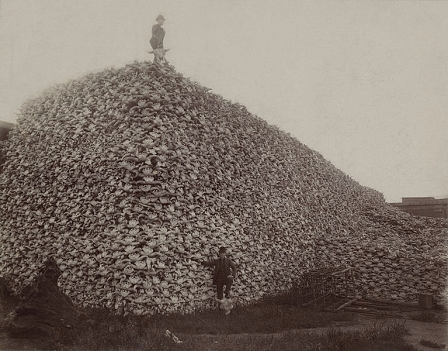 © public domain http://en.wikipedia.org/wiki/File:Bison_skull_pile_edit.jpg