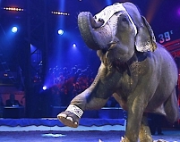 Circus elephant