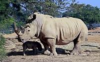 white rhino