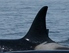 orcas