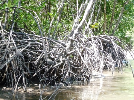 Mangroves