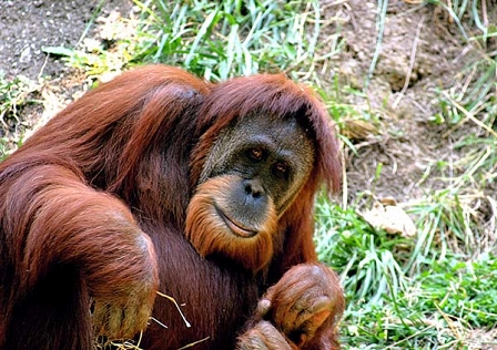 Orang Utan